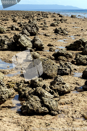 Image of coral in low tide, indonesia