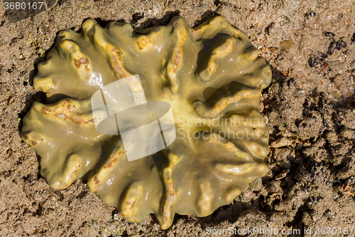Image of coral in low tide, indonesia
