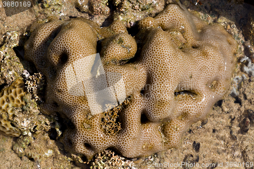 Image of coral in low tide, indonesia