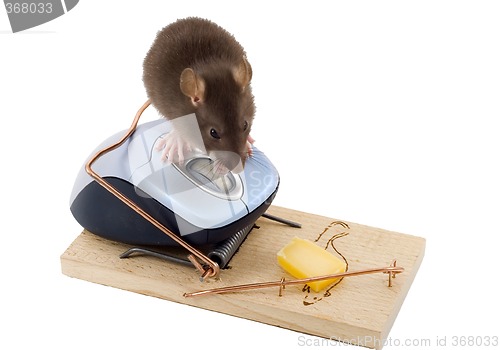 Image of Clever Mouse