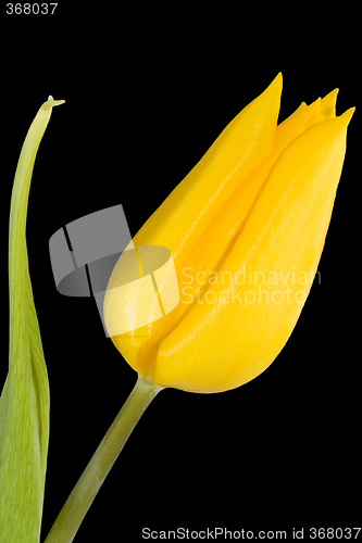 Image of Yellow Tulip