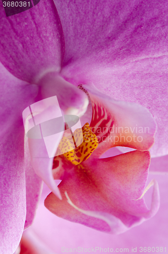 Image of Closeup of beautiful pink orchid