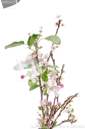 Image of Closeup of Apple blossoms