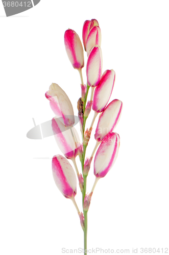 Image of Lilies