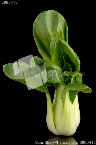 Image of Pak choi on black 