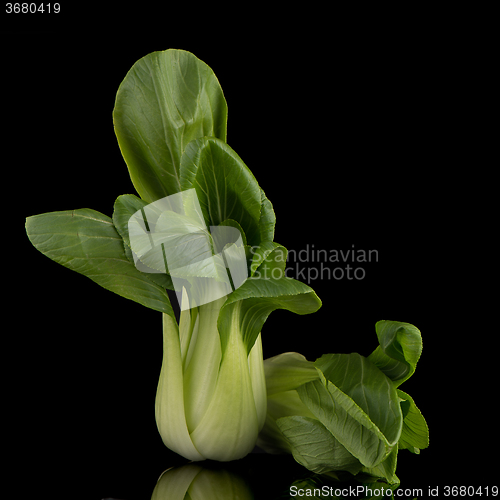 Image of Pak choi on black 