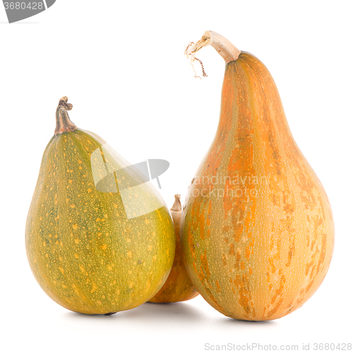 Image of Pumpkins