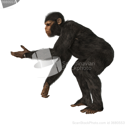 Image of Chimpanzee Monkey on White