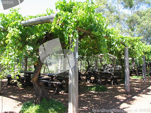 Image of growing grapes