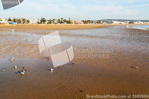 Image of   in morocco  sea africa ocean wave   bird