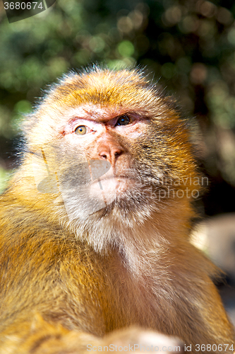 Image of old monkey in  and natural background fauna close up