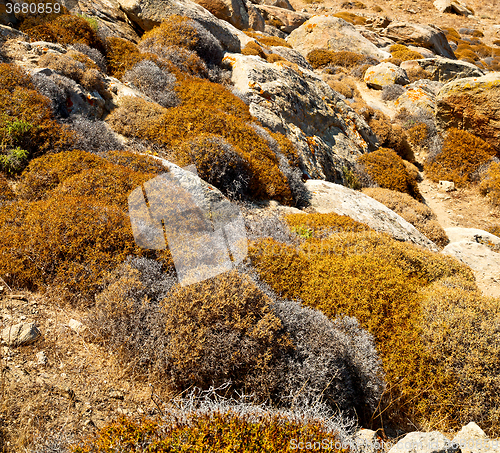 Image of bush   in delos greece the historycal acropolis and old ruin sit