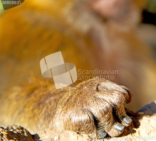 Image of bush monkey in africa morocco and natural background fauna hand 