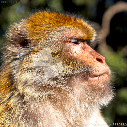 Image of old monkey in africa morocco and natural background fauna close 