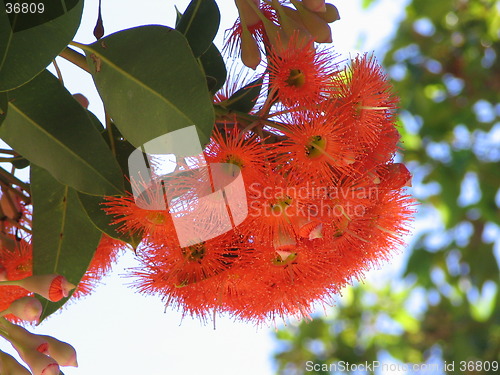 Image of flower gum tree
