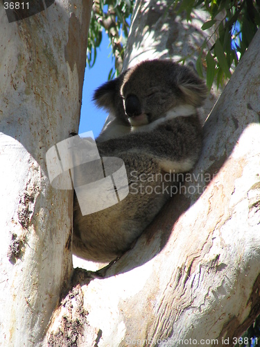 Image of koala