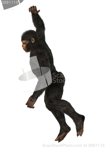 Image of Chimpanzee Monkey on White