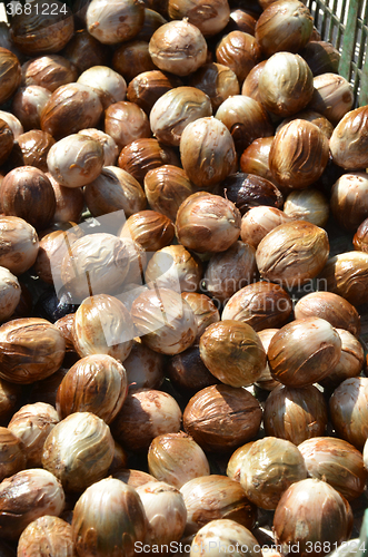 Image of Seeds of Nutmeg