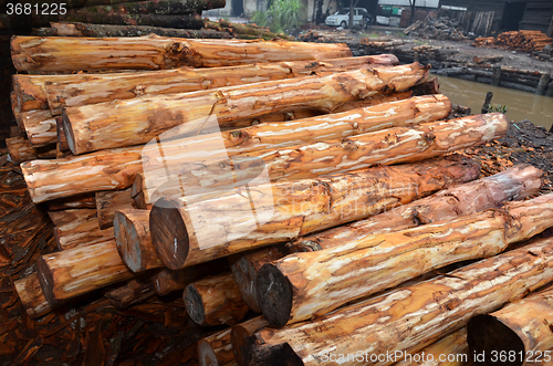 Image of Mangrove tree at charcoal factory 