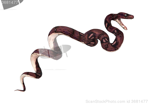 Image of Anaconda Snake on White