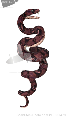 Image of Anaconda Snake on White