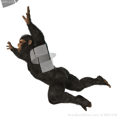 Image of Chimpanzee Monkey on White