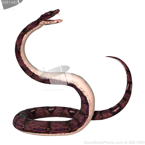 Image of Anaconda Snake on White