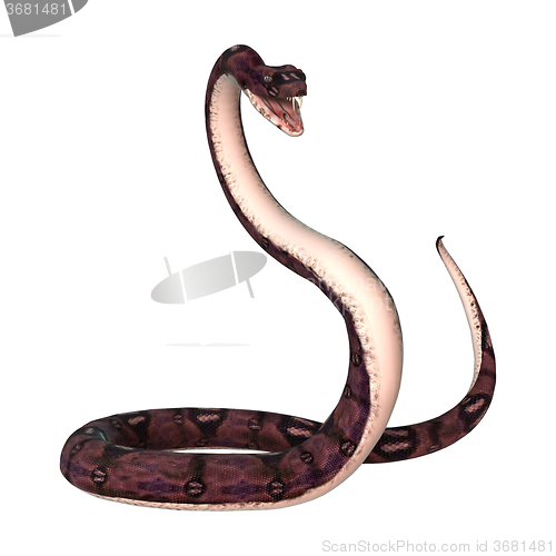 Image of Anaconda Snake on White