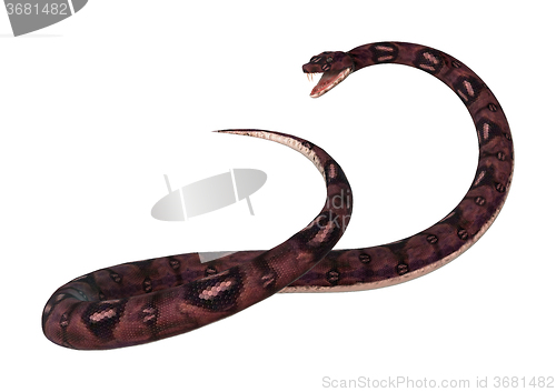 Image of Anaconda Snake on White