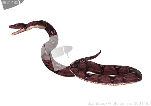 Image of Anaconda Snake on White