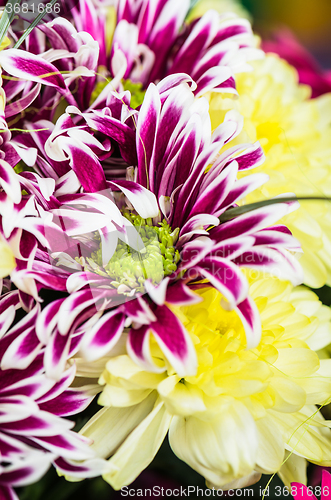 Image of Bouquet of beautiful colorful chrysanthemums