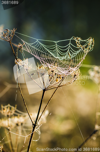 Image of Drops of dew on a web shined by morning light