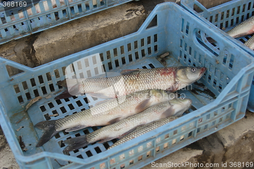 Image of Fishmarket