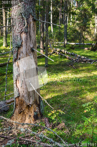 Image of Damaged wood pest tree in the forest