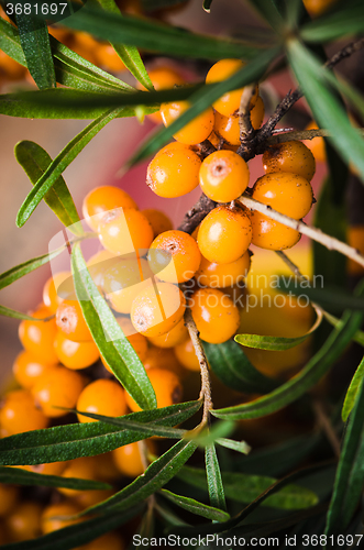 Image of Buckthorn branch with berries