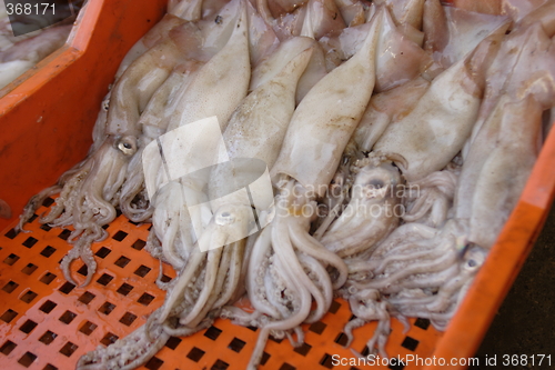 Image of Squids for sale