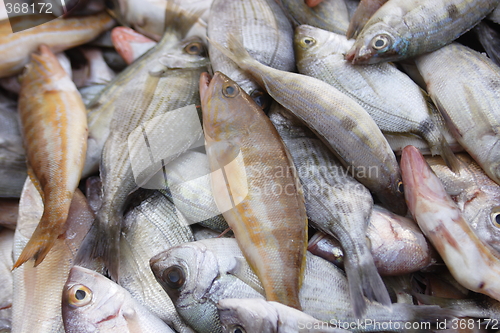 Image of Dorado