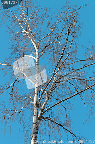 Image of Beautiful white birch tree  