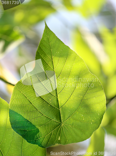 Image of Beautiful green leaves 