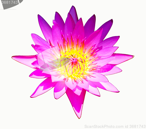 Image of Beautiful flower Nymphaea  