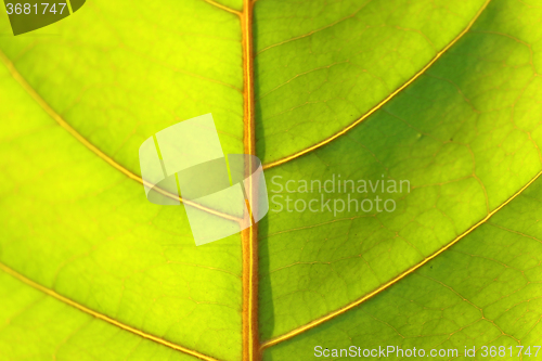 Image of Beautiful green leaves 