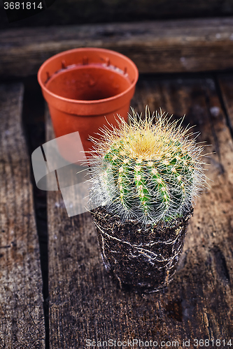 Image of Beautiful little cactus