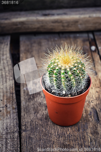 Image of Beautiful little cactus