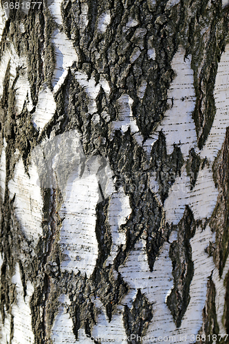 Image of Beautiful white birch tree  