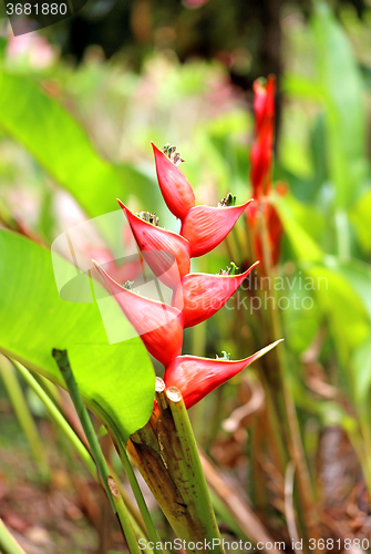 Image of Beautiful tropical flower 