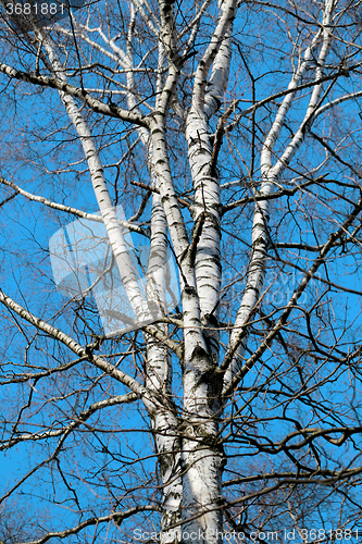 Image of Beautiful white birch tree  
