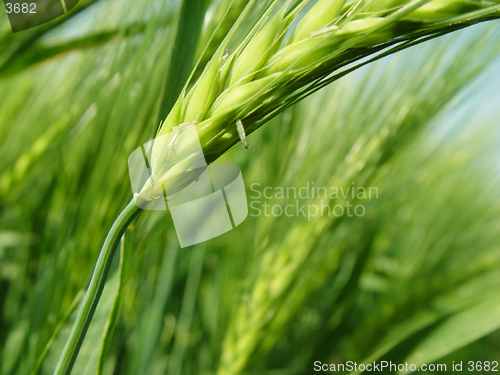 Image of barley ears