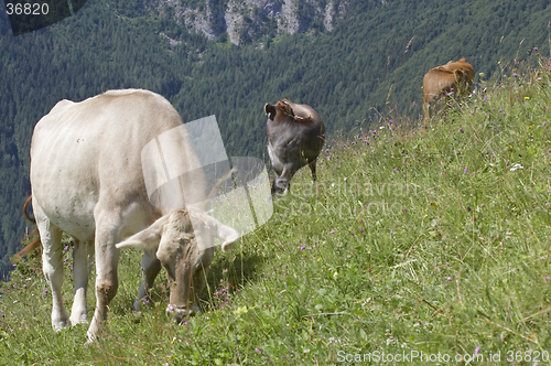 Image of Pasture