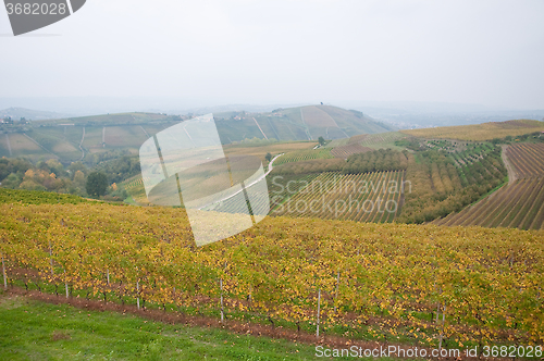 Image of Wonderful vineyards in Barbaresco piemnto with fog