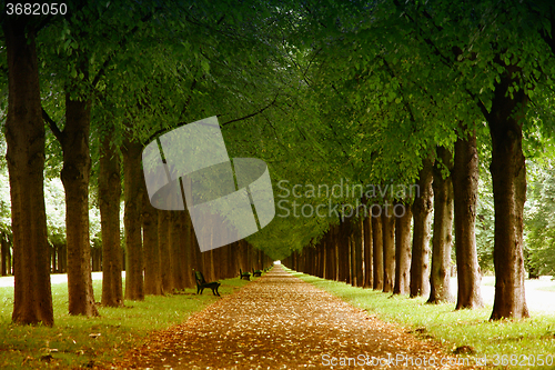 Image of Autumn landscape, Herrenhauser Allee in Hannover, Germany